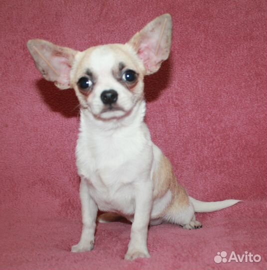 Мальчик чихуахуа бело крем. окраса