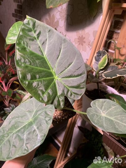 Аллоказия Ригл Шилдс