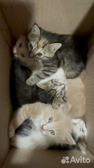 Котята 2 мес в дар