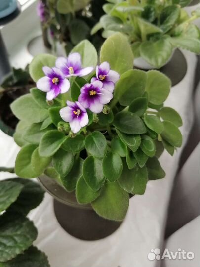 Мини фиалки