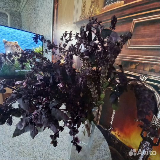 Базилик свежий