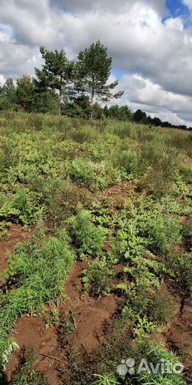 Арбузы домашние оптом