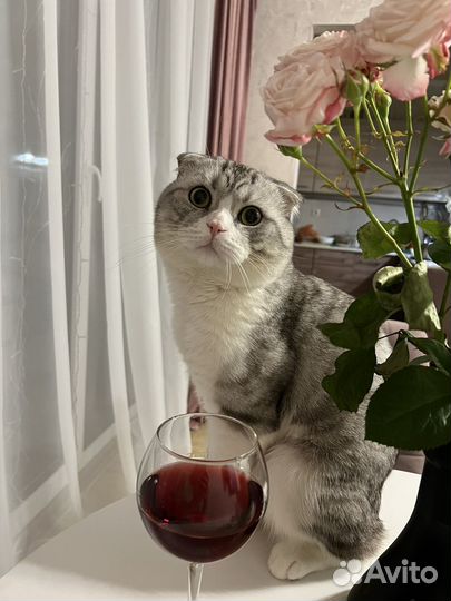 Вязка британца
