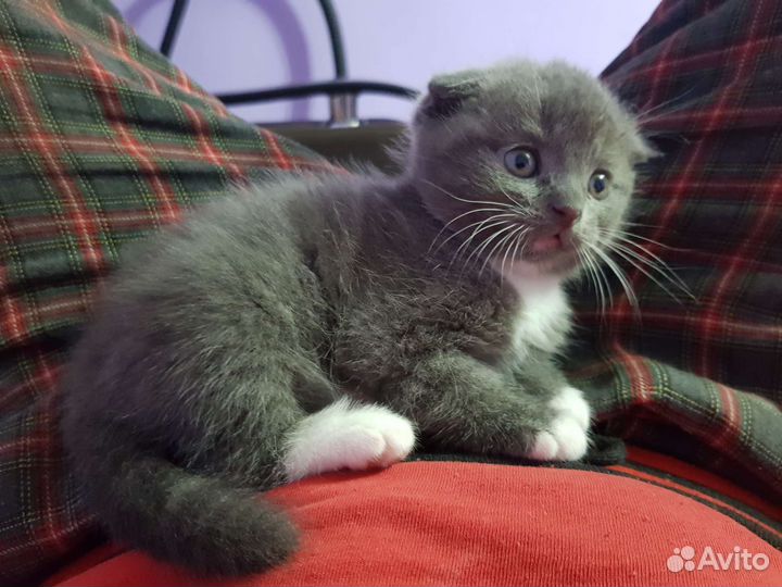 Кошки шотландцы