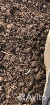 Коровий Навоз, Перегной перепревший