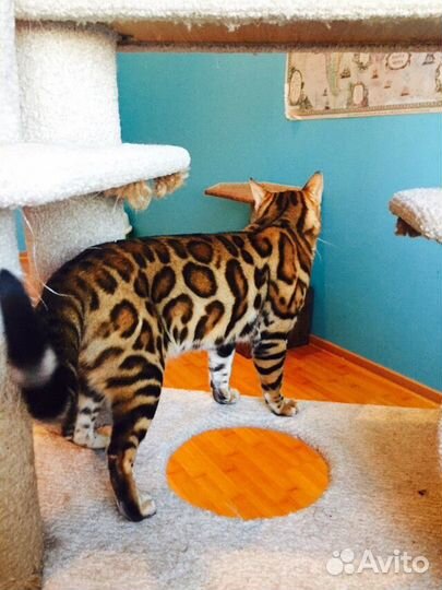 Бенгальские кошечки с прав. разведения на совладен