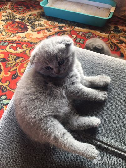 Британские котята