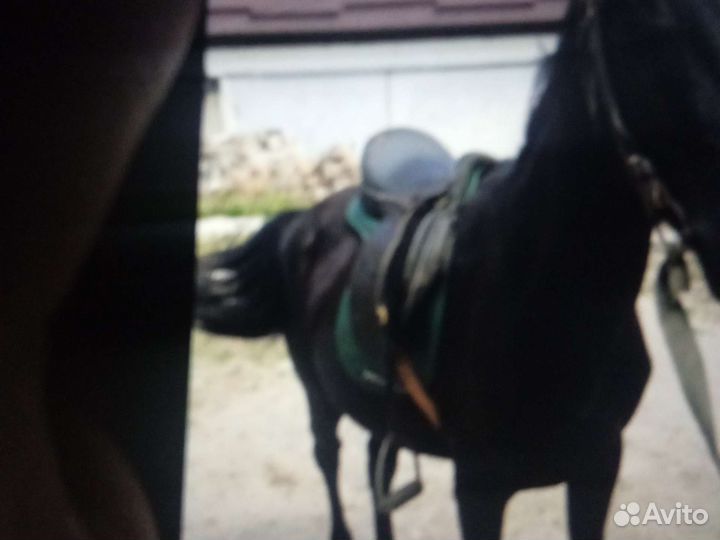 Седло скаковое