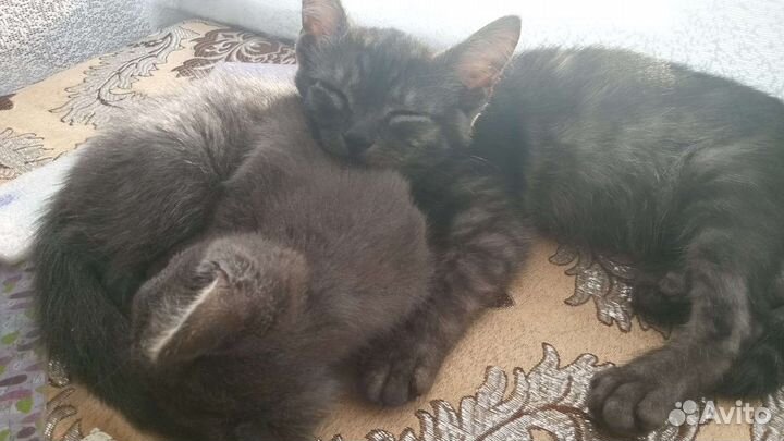 Котята в добрые руки бесплатно