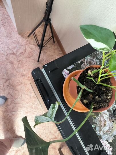 Монстера вариегатная альба