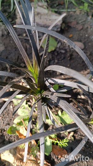 Офиопогон нигер