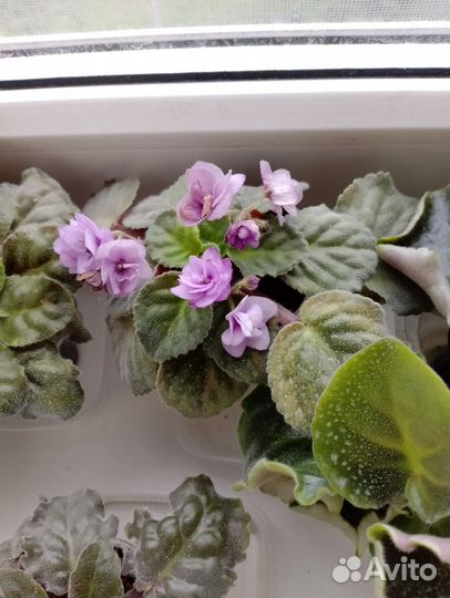 Сортовые фиалки цветущие