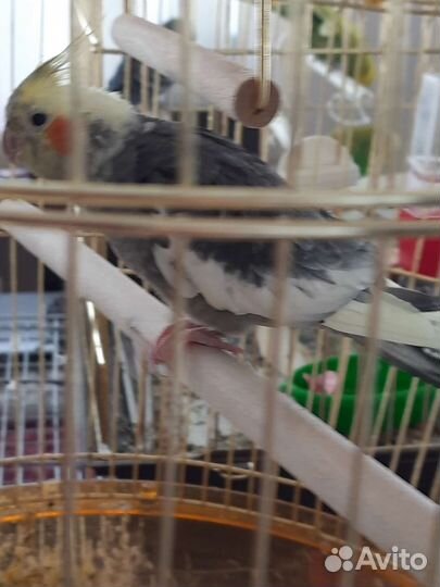 Попугай корелла с клеткой