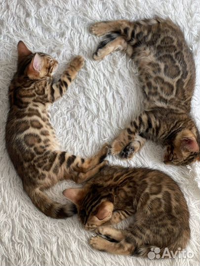 Бенгальская кошка