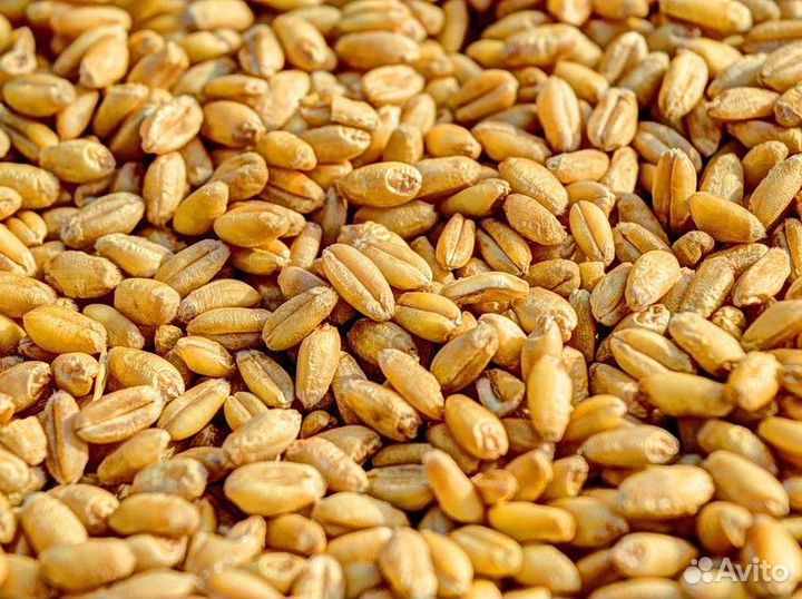 Семена озимой пшеницы
