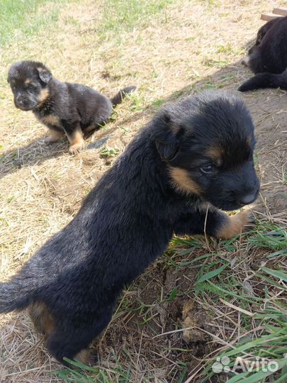 Щенки немецкой овчарки