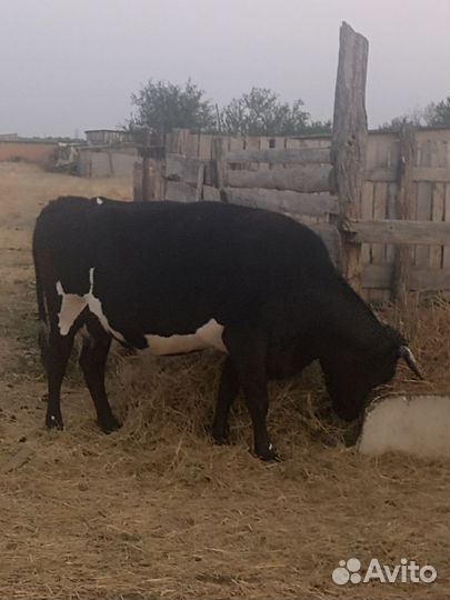 Корова дойная