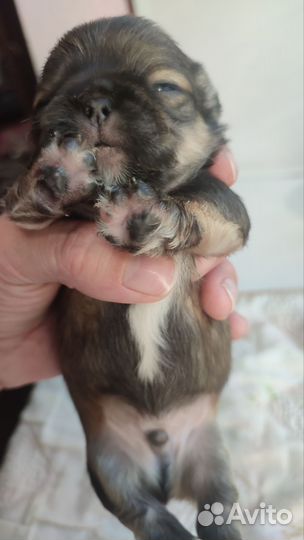 Щенки пекинеса