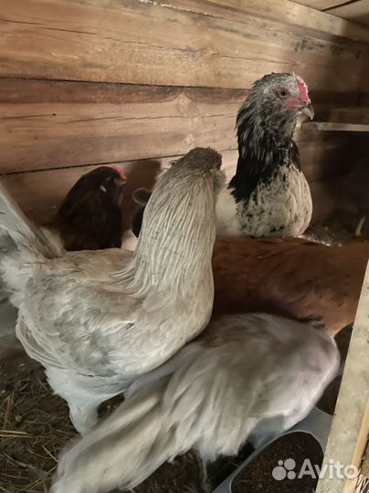 Петухи амераукана