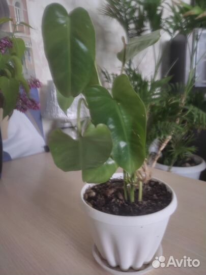 Филодендрон бурле макс