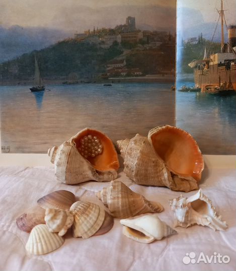 Морские ракушки