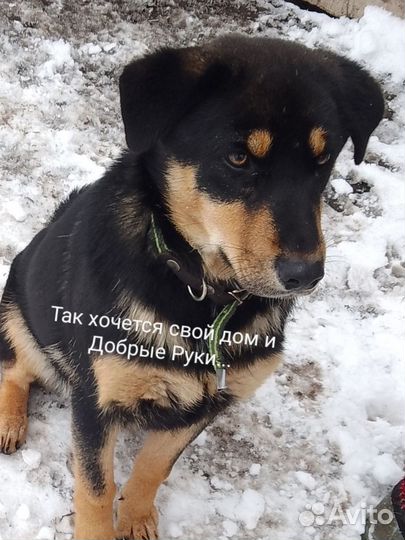 Собака в добрые руки