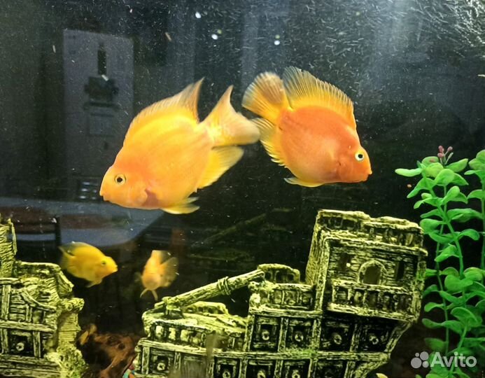 Аквариумная рыбка красный попугай