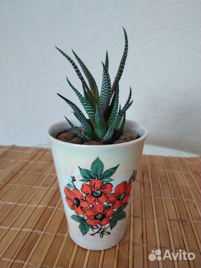 Суккуленты Хавортия