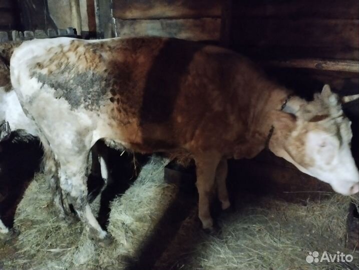 Телка 2 года