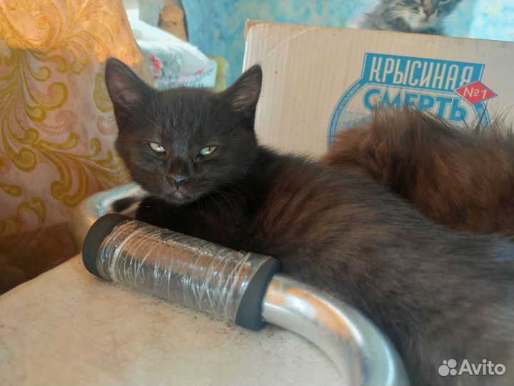 Котятки отдам в хорошие руки