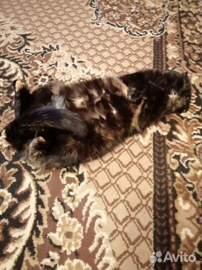 Передержка кошек/котов домашняя