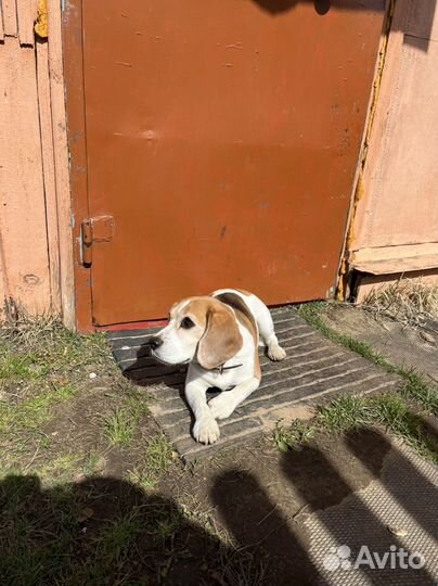 Ветеринарный врач на дом, ветеринар, Стрижка кошки