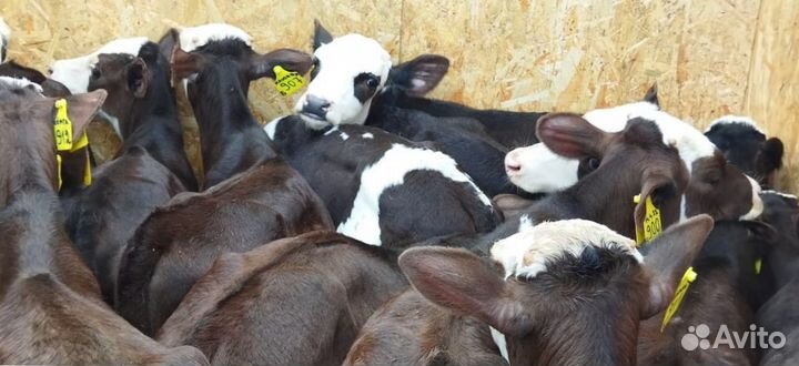 Телята бычки тёлки доставка бесплатная
