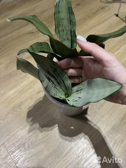 Сансевиерия муншайн бразилиан