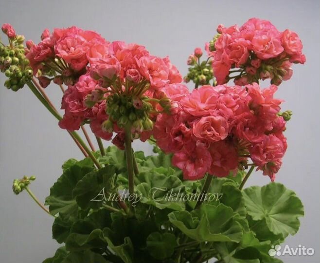 Пеларгония герань