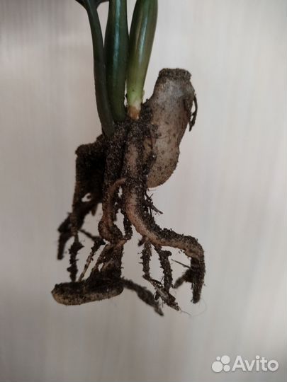 Замиокулькас равен