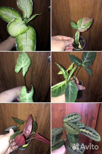 Комнатные цветы