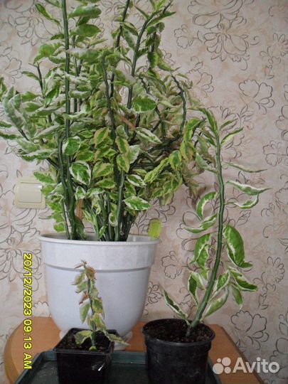 Комнатные цветы