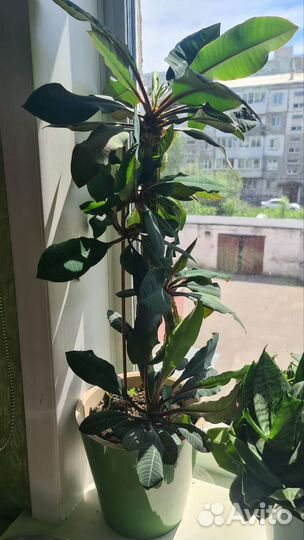 Комнатные цветы