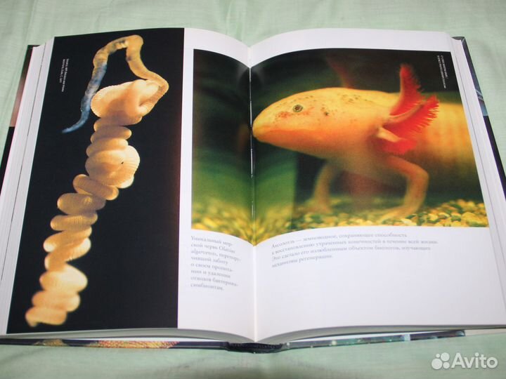 Рождение сложности. Александр Марков