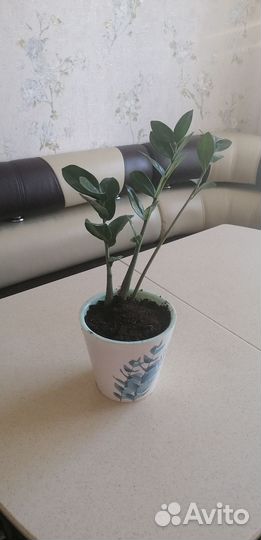 Замиокулькас