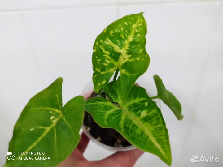 Сингониумы