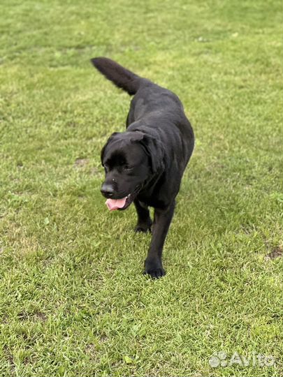 Собака Чемпион РФ для Вязки