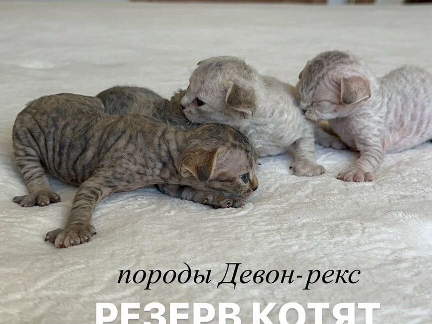 Котята девон-рекс