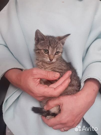 Котята в добрые руки бесплатно