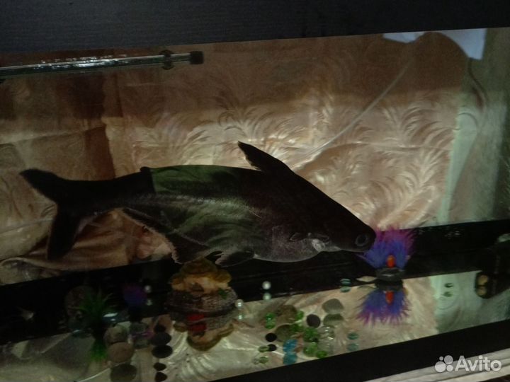 Обменяю окулу балу на рыбок