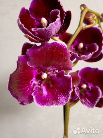 Орхидея фаленопсис Абба биглип