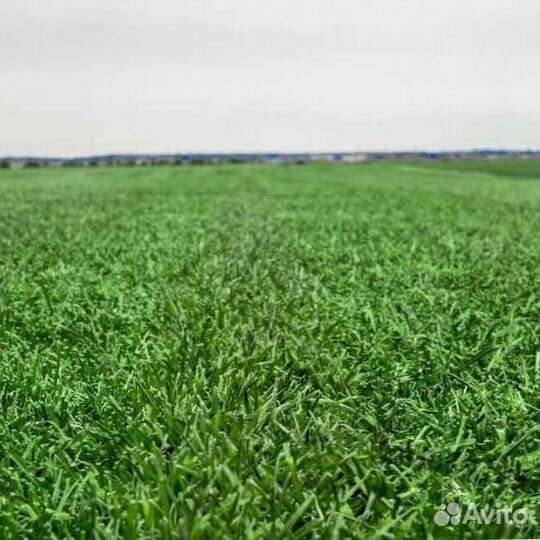 Газон. Рулонный газон