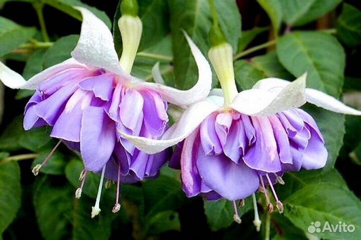 Комнатные цветы фуксия