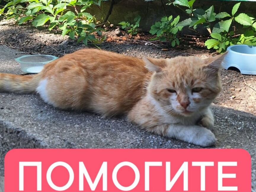 Котику нужны добрые руки